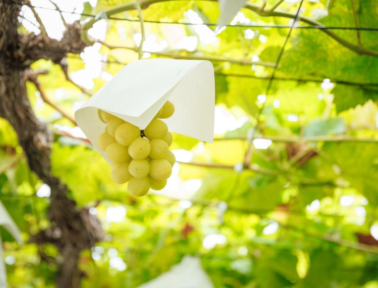 ぶどう栽培