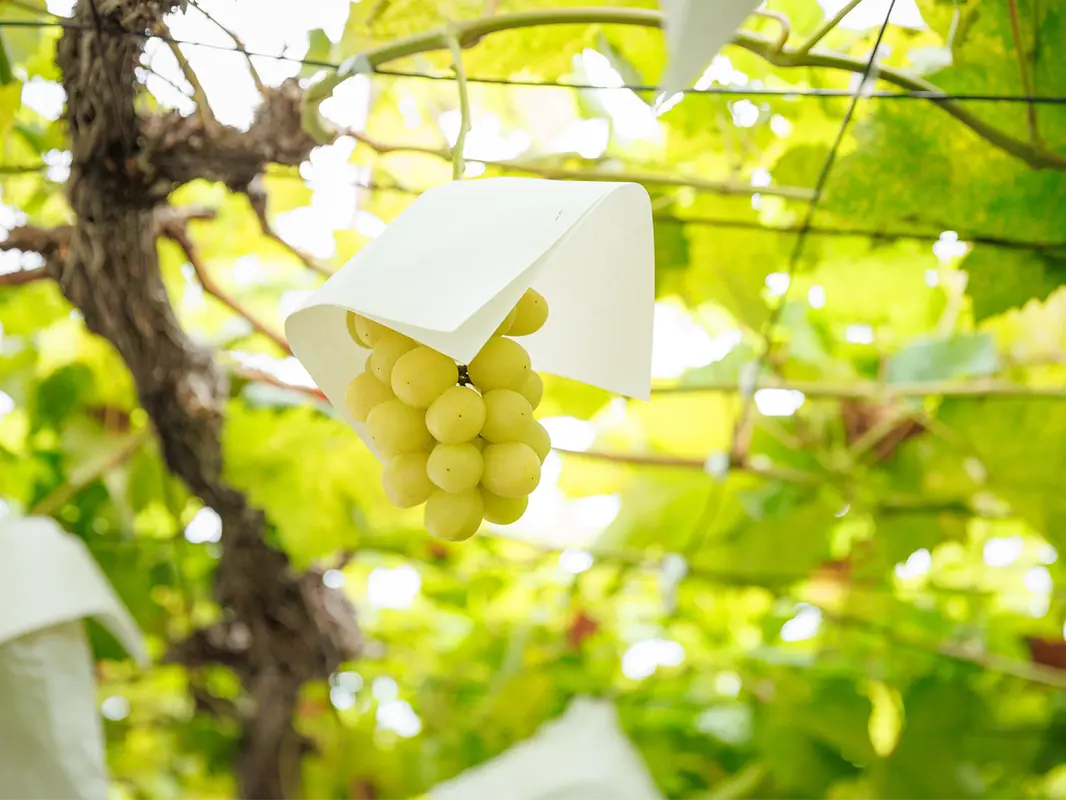 ぶどう栽培