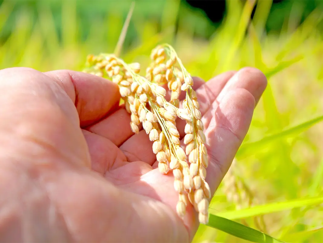 稲