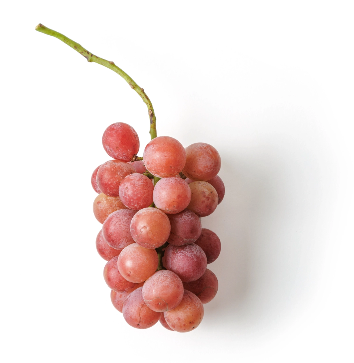 クイーンニーナ